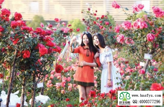 2015 南陽(yáng)月季展玉雕節(jié)已開(kāi)幕，花已開(kāi)好 君可來(lái)矣