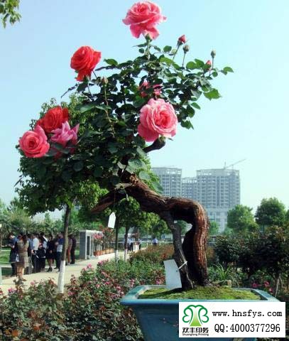 2015 南陽(yáng)月季展玉雕節(jié)已開(kāi)幕，花已開(kāi)好 君可來(lái)矣